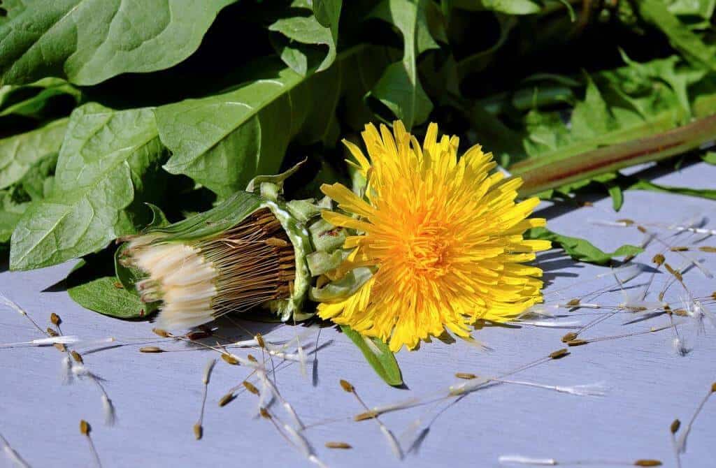 Körper entgiften auf natürliche Weise